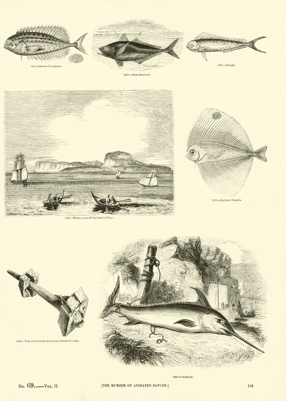 Page du Musée Pictural de la Nature Animée - English School