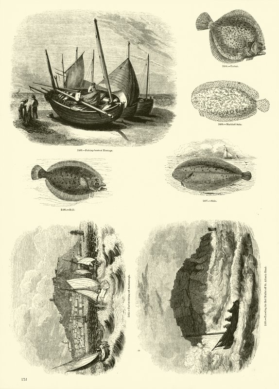 Page du Musée Pictural de la Nature Animée - English School