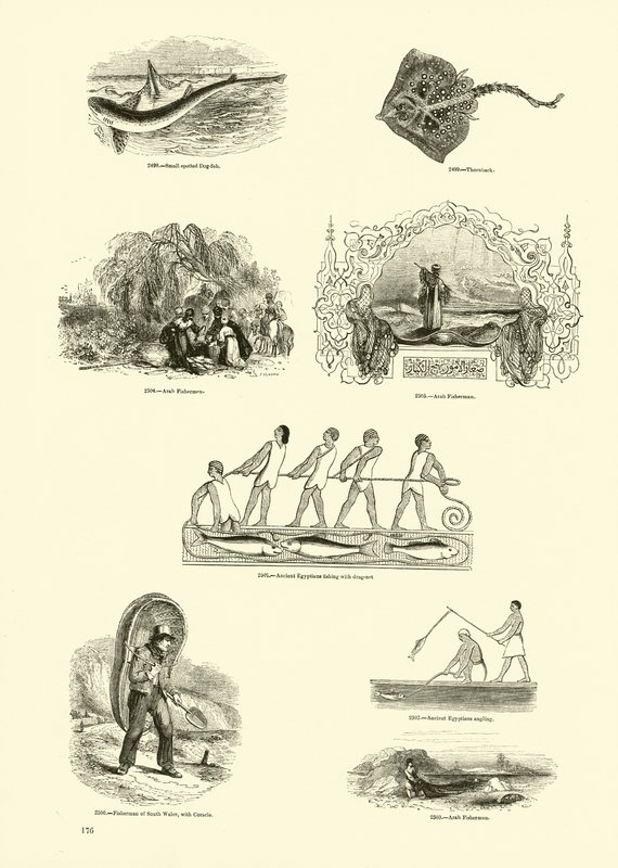 Page du Musée Pictural de la Nature Animée - English School
