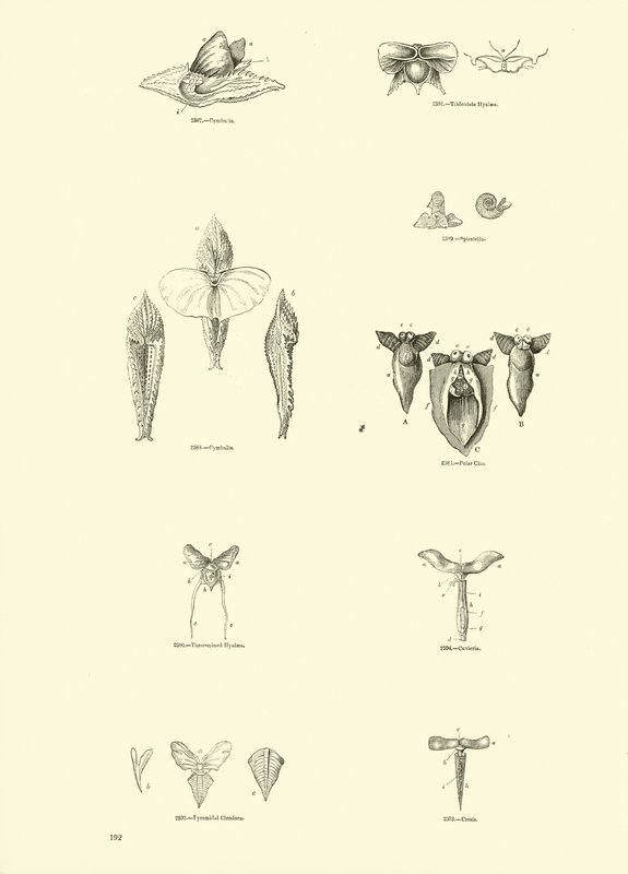 Page du Musée Pictural de la Nature Animée - English School