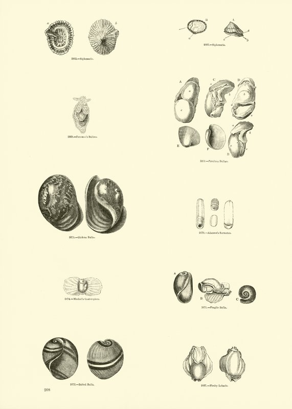Page du Musée Pictural de la Nature Animée - English School