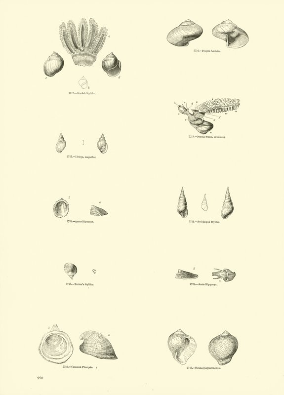 Page du Musée Pictural de la Nature Animée - English School