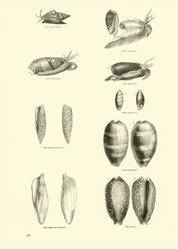 Page du Musée Pictural de la Nature Animée - English School