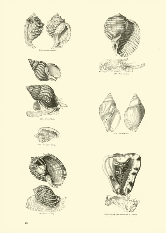 Page du Musée Pictural de la Nature Animée - English School