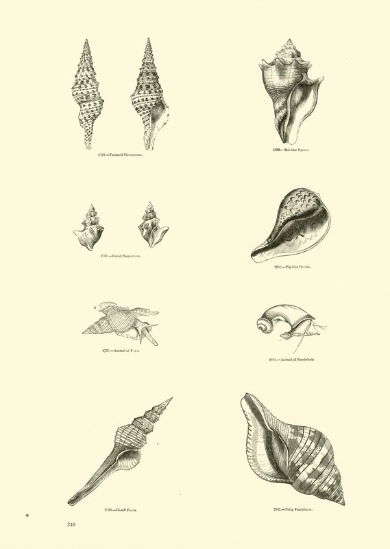 Page du Musée Pictural de la Nature Animée - English School