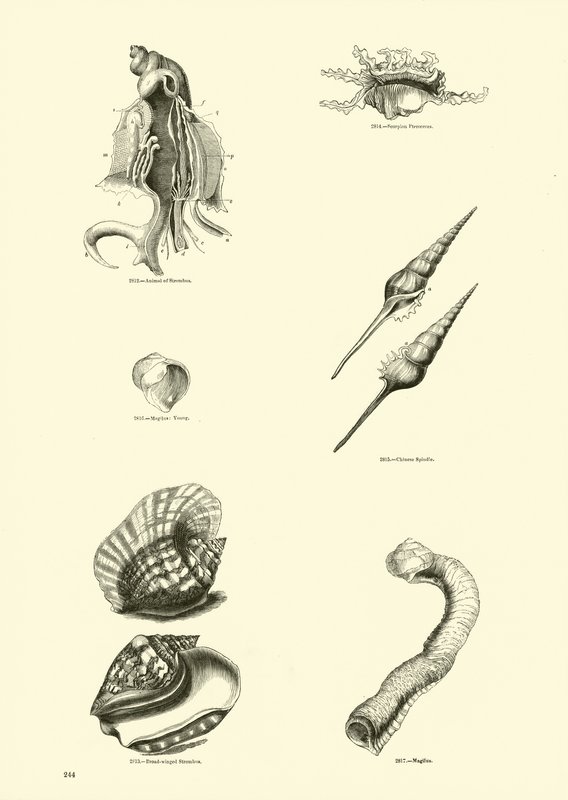 Page du Musée Pictural de la Nature Animée - English School