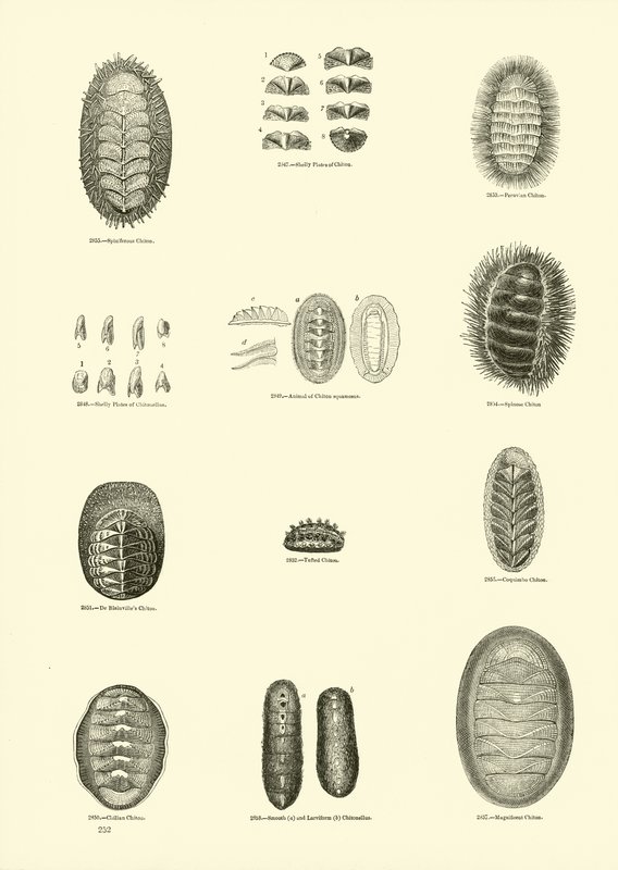 Page du Musée Pictural de la Nature Animée - English School