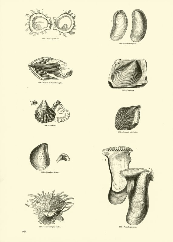 Page du Musée Pictural de la Nature Animée - English School