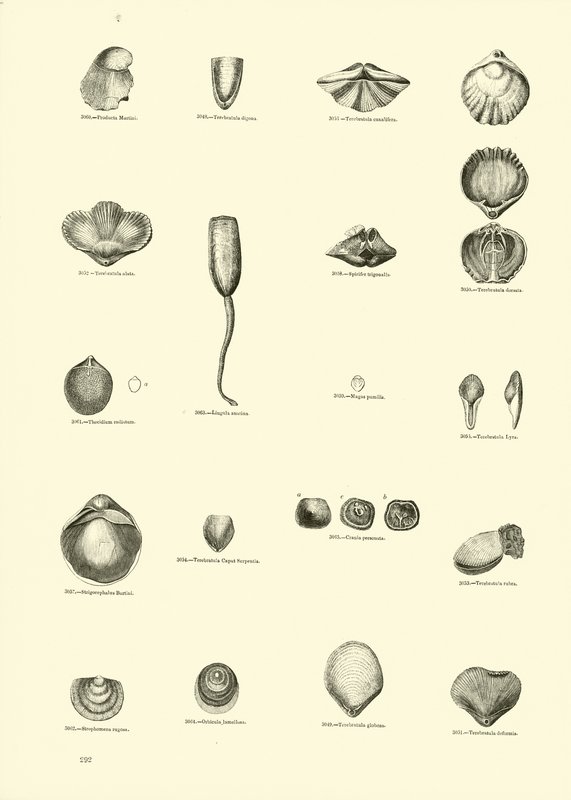 Page du Musée Pictural de la Nature Animée - English School