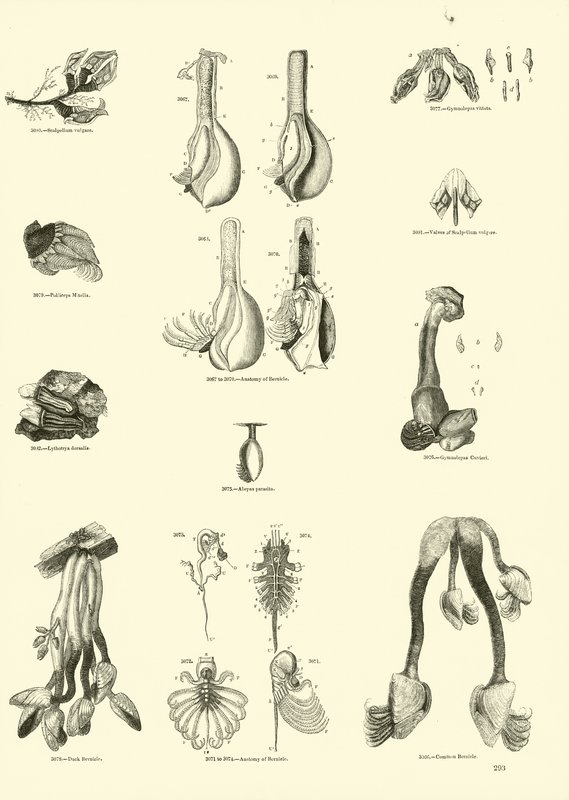 Page du Musée Pictural de la Nature Animée - English School