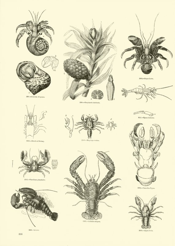 Page du Musée Pictural de la Nature Animée - English School