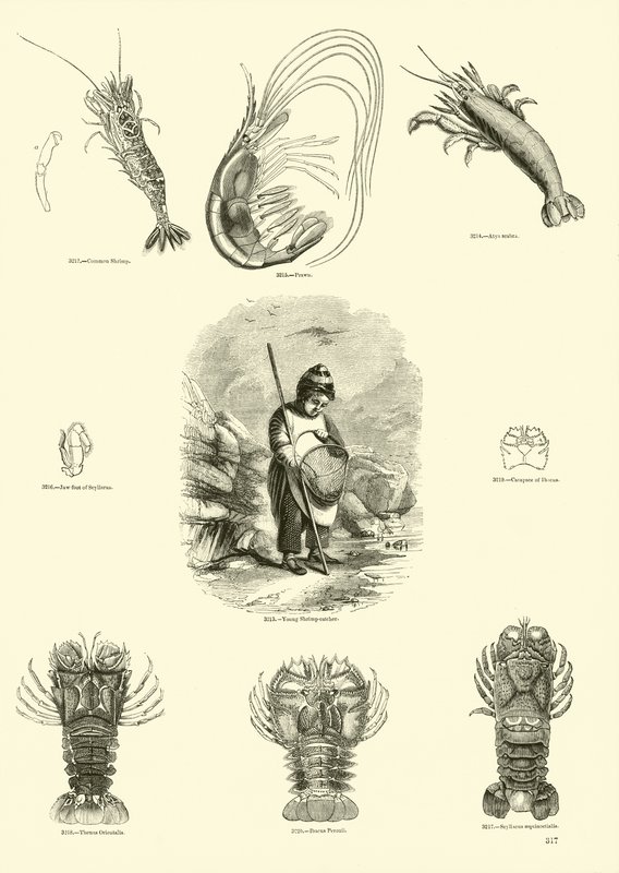 Page du Musée Pictural de la Nature Animée - English School