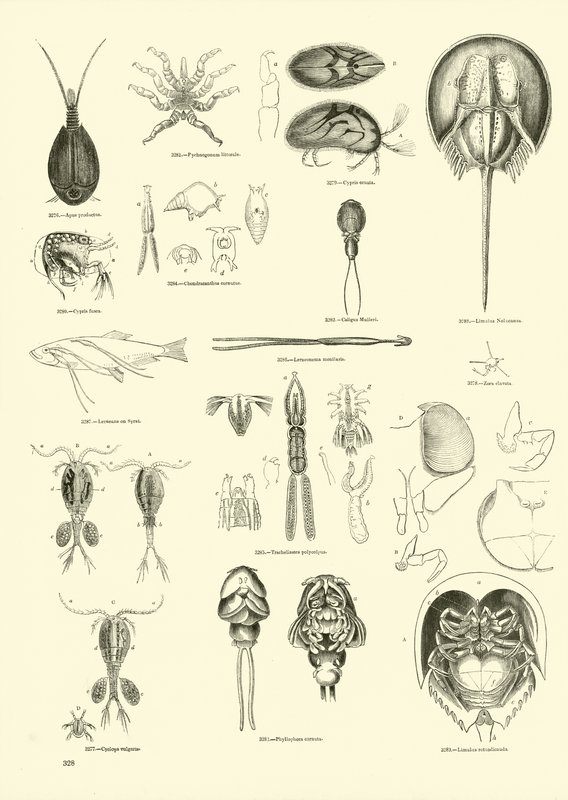 Page du Musée Pictural de la Nature Animée - English School