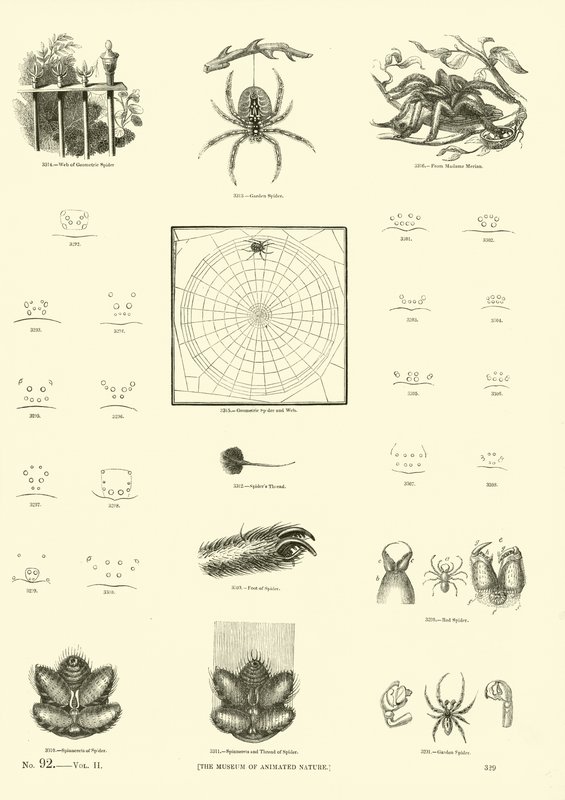 Page du Musée Pictural de la Nature Animée - English School