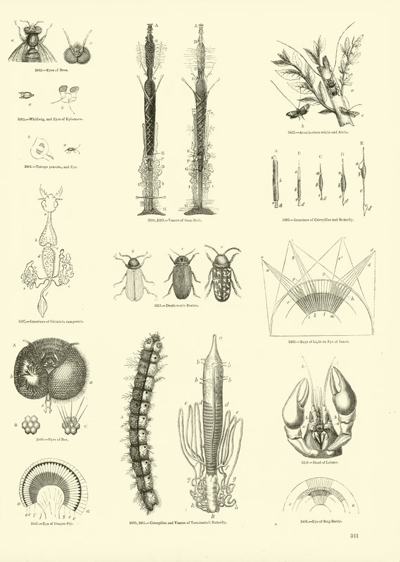Page du Musée Pictural de la Nature Animée - English School