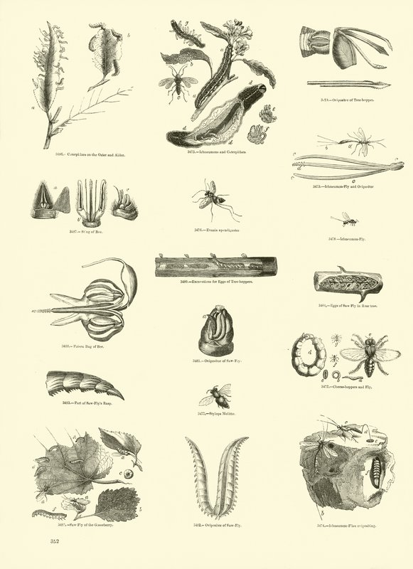 Page du Musée Pictural de la Nature Animée - English School