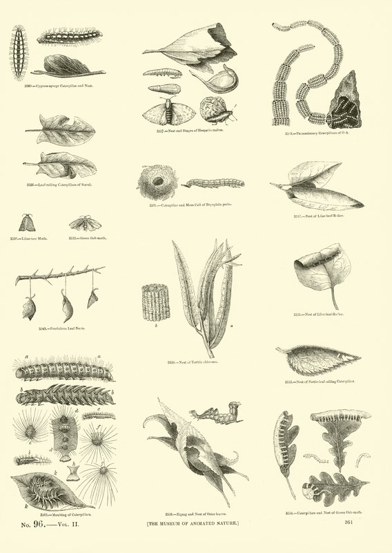 Page du Musée Pictural de la Nature Animée - English School
