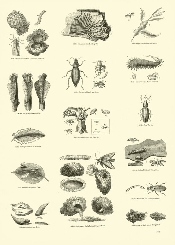 Page du Musée Pictural de la Nature Animée - English School