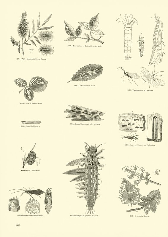 Page du Musée Pictural de la Nature Animée - English School