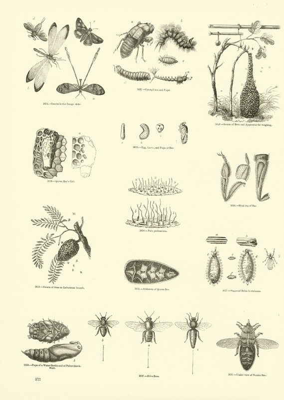 Page du Musée Pictural de la Nature Animée - English School