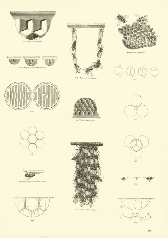 Page du Musée Pictural de la Nature Animée - English School