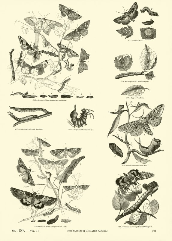 Page du Musée Pictural de la Nature Animée - English School