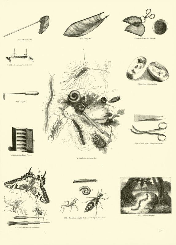 Page du Musée Pictural de la Nature Animée - English School