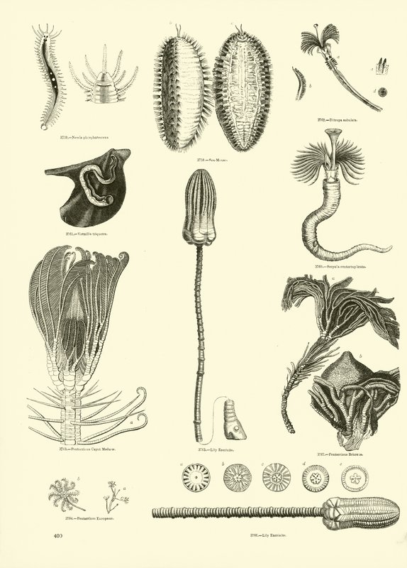 Page du Musée Pictural de la Nature Animée - English School