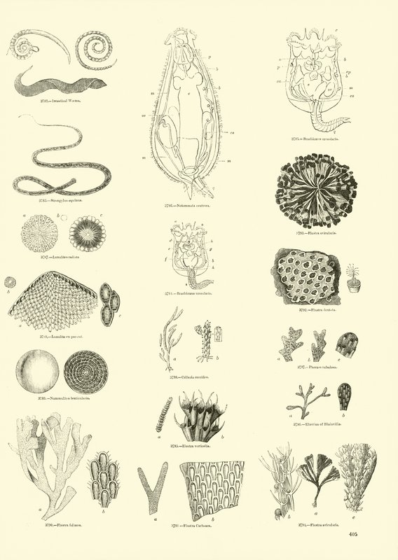 Page du Musée Pictural de la Nature Animée - English School