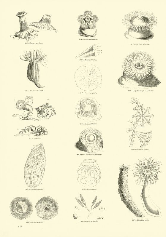 Page du Musée Pictural de la Nature Animée - English School