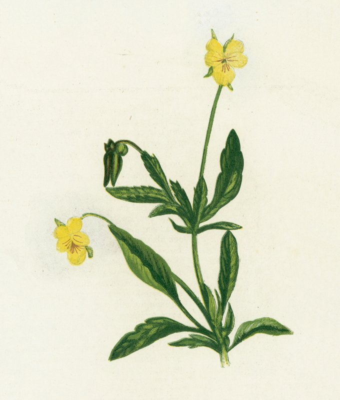 Pensée tricolore, Viola Tricolor - English School