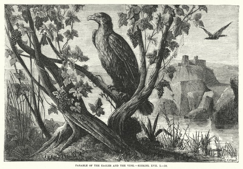 Parabole des aigles et de la vigne, Ézéchiel XVII - English School