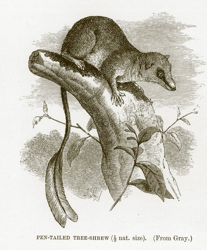 Toupaye à queue de plume, illustration de The Royal Natural History - English School