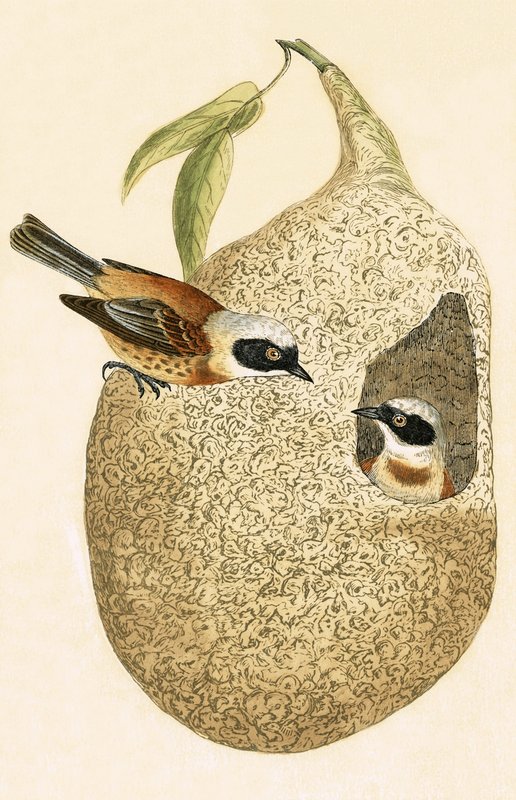 Mésange rémiz, illustration de 
