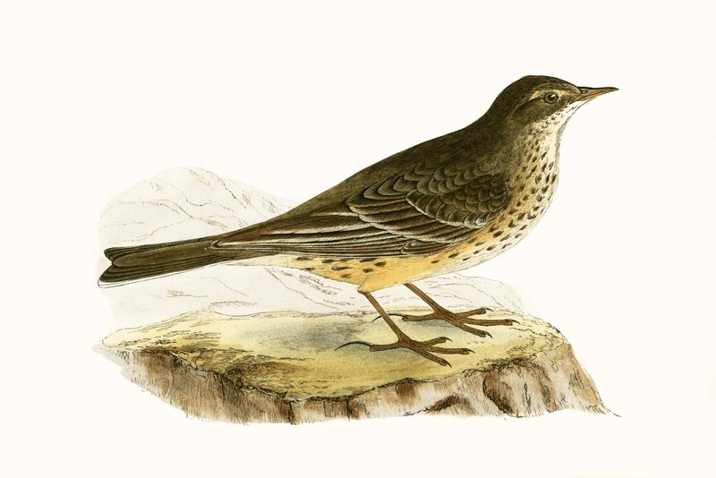 Pipit de Pennsylvanie, illustration de 