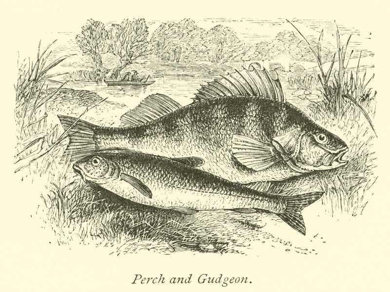Perche et goujon - English School