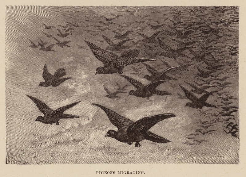 Migration des pigeons - English School