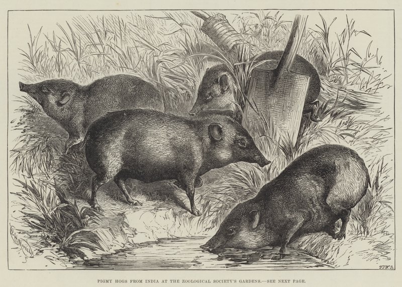 Cochons pygmées de l