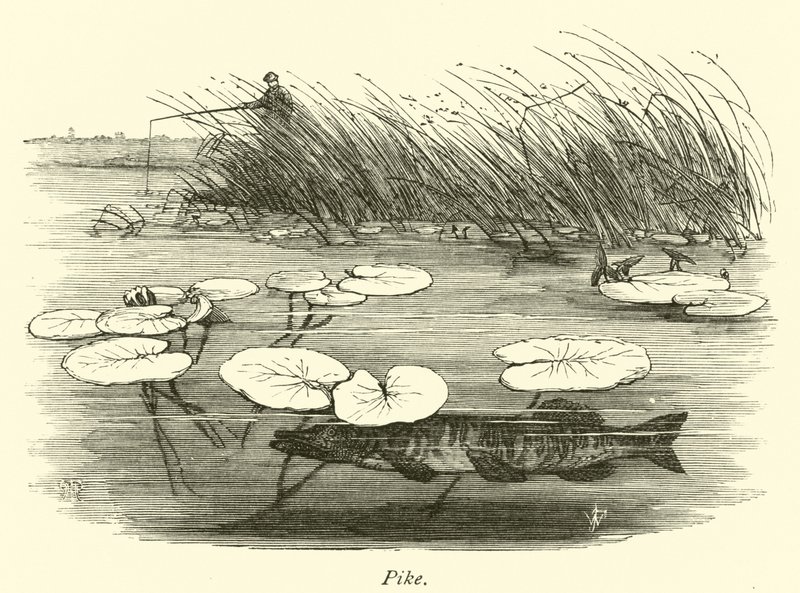 Brochet - English School