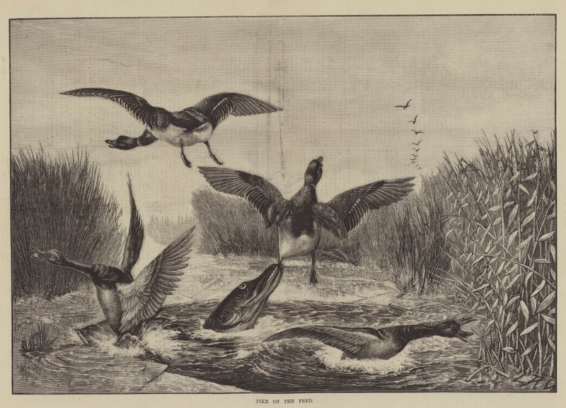 Brochet en Chasse - English School