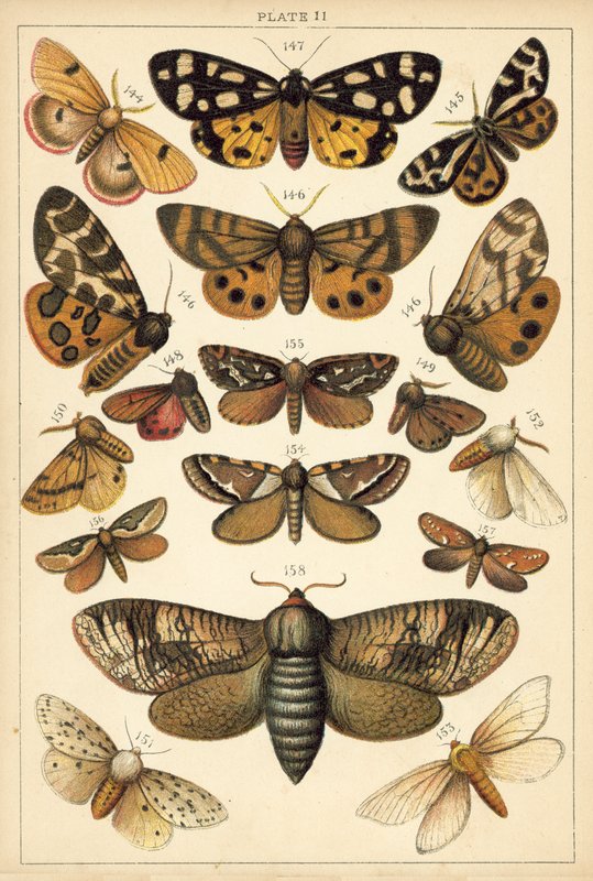 Planche de Nos papillons et mites du pays - English School