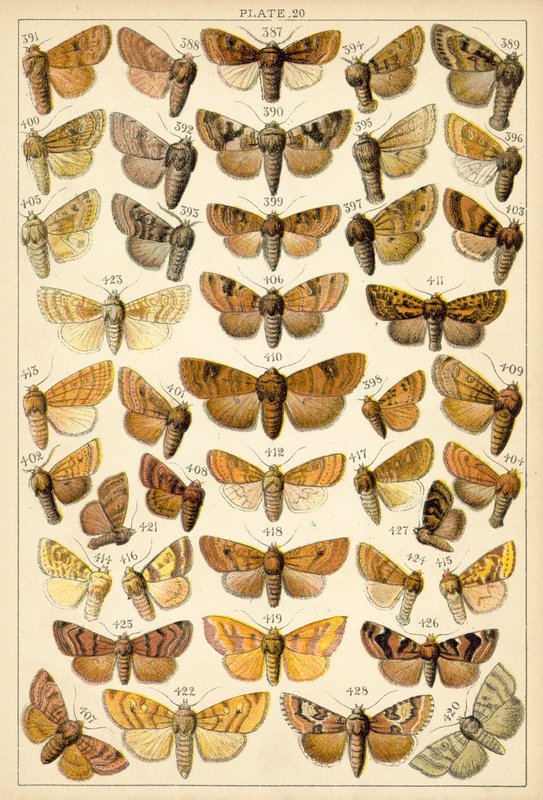 Planche de Nos papillons et mites du pays - English School