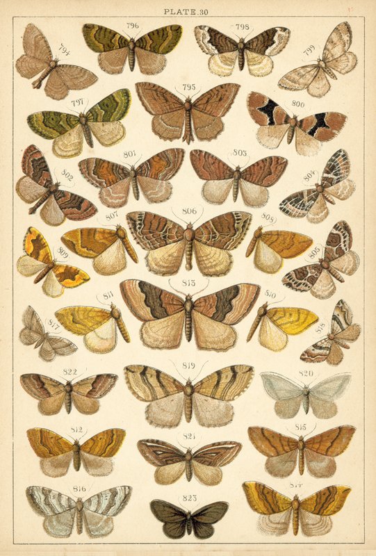 Planche de Nos papillons et mites du pays - English School