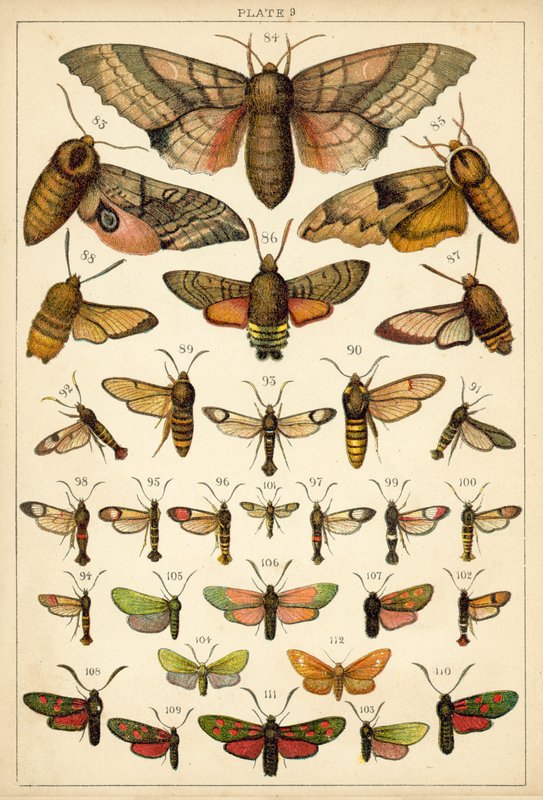 Planche de Nos papillons et mites du pays - English School