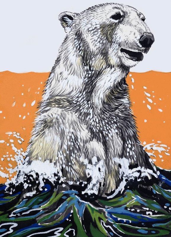 Ours polaire (gouache sur papier) - English School