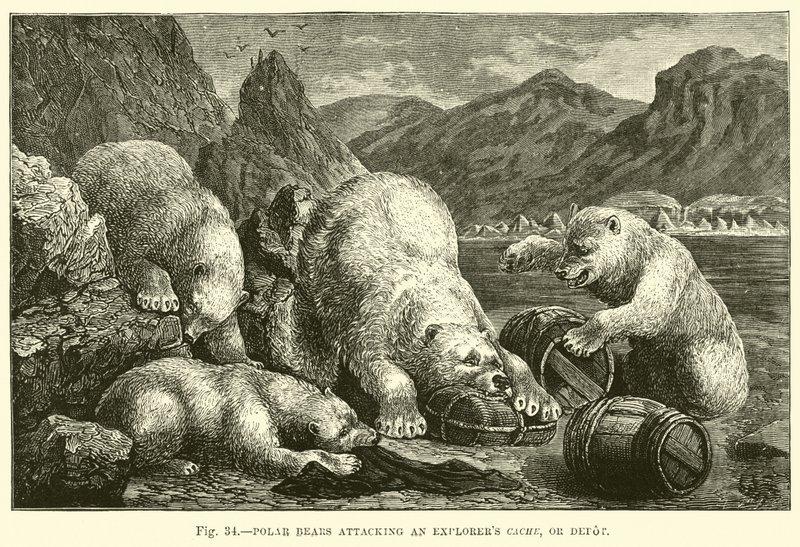 Ours polaires attaquant une cache ou un dépôt d
