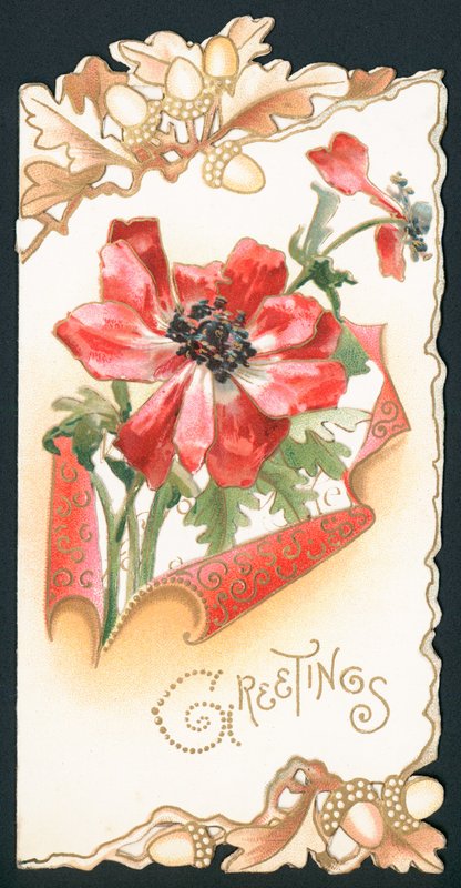 Coquelicot avec glands, carte - English School