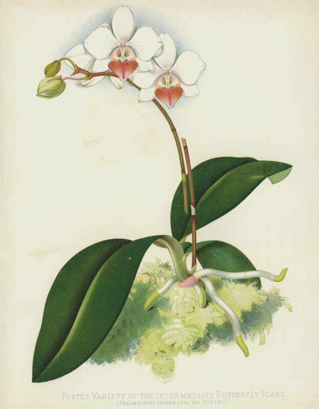 La Variété de Porte de la Plante Papillon Intermédiaire, Phalaenopsis Intermedia, var Portei - English School