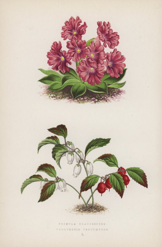 Primula Glaucescens; Gaultheria Procumbens - English School