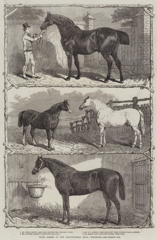 Chevaux primés au Agricultural Hall, Islington - English School